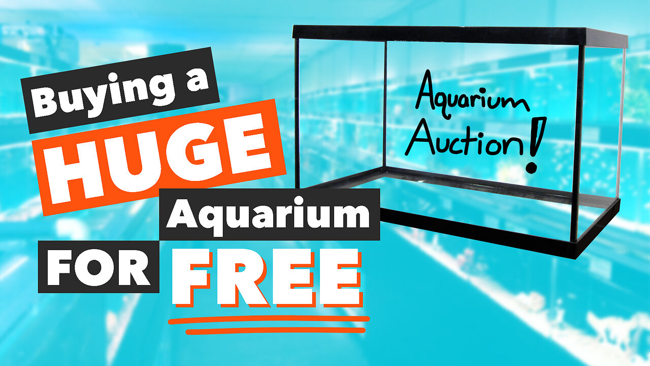 The BEST Way To Buy Used Aquariums!