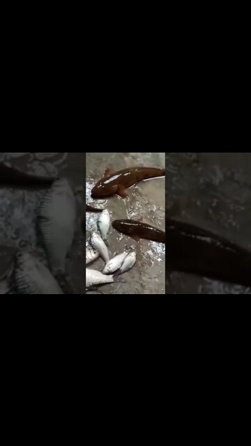 Winter fishing it's cool 😎 #shorts