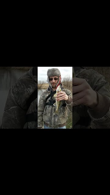 First Walleye of the Year #shorts
