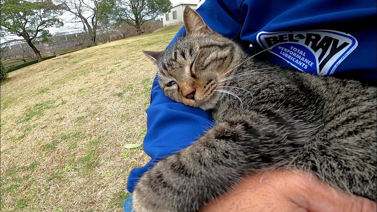 A stray cat walked upon me, and when I patted it, it jumped up on my knees