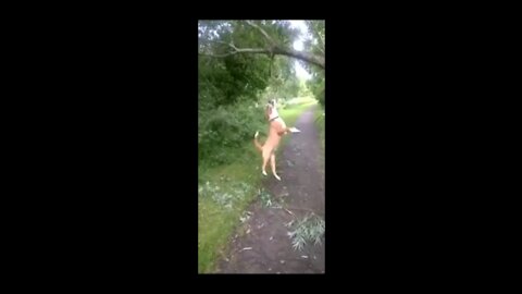 Dog is Branching Grass