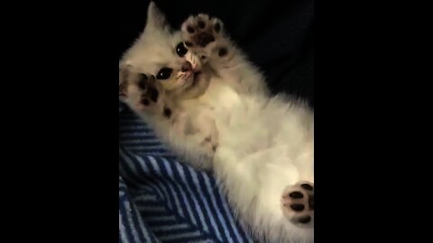 Adorable kitten playing preciously with owner