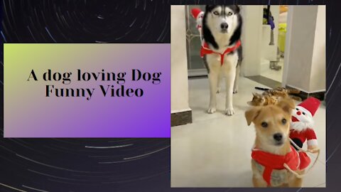 Watch Golden Couple Wish You All Merry Christmas - Adorable dogs #shorts