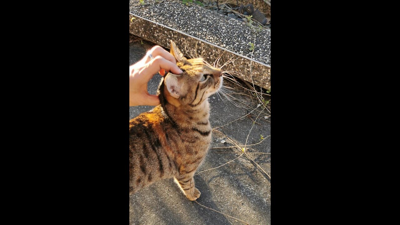 A lovely street cat