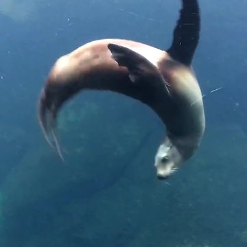 An Unusual Friendship Between A Seal And A Little Girl