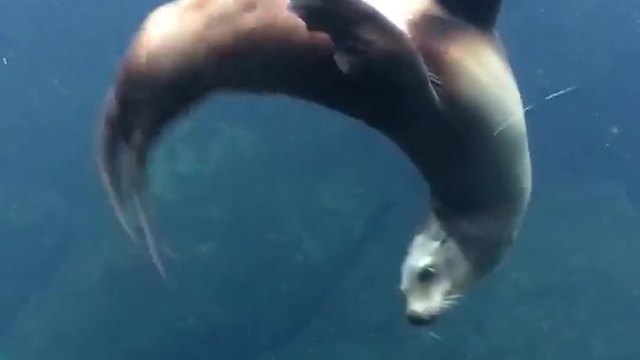 An Unusual Friendship Between A Seal And A Little Girl