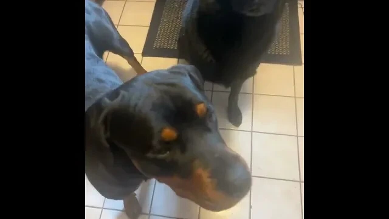 HOOMAN SPOKE DOG LANGUAGE! AND DOGS REACTED! 🤣 #Shorts
