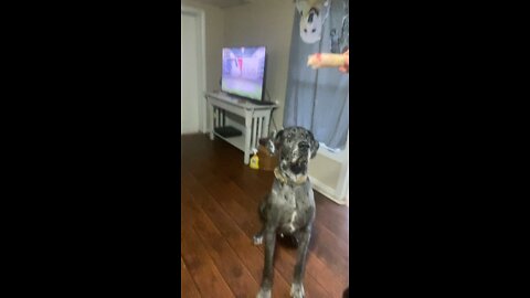 New Trick