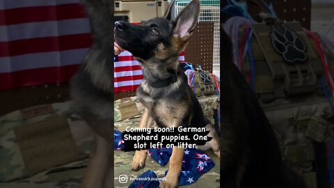 German Shepherd puppies coming soon