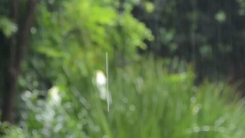 Terapi Suara Hujan dan Petir - Menenangkan Pikiran dan Menyegarkan Jiwa