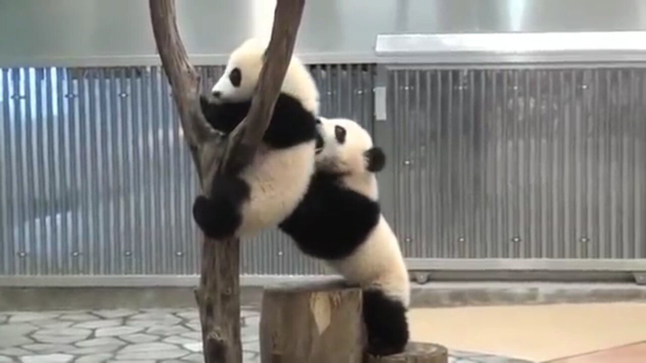 Pandas trying to make themselves EXTINCT - Funny Compilation