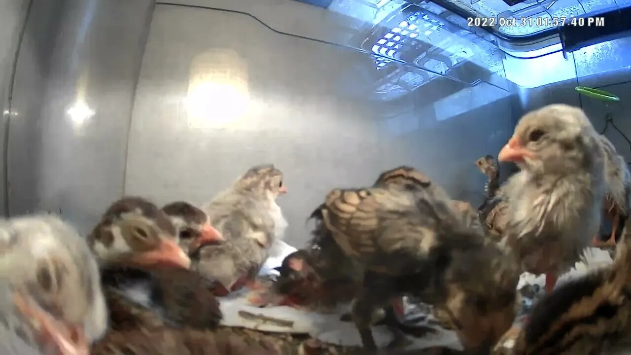 Camera footage of baby keets and sebrights in a brooder. Some birds are fresh hatchings.