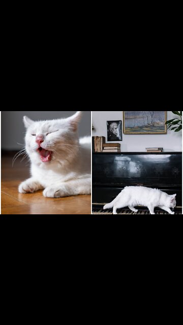 Silly cat scared from dangerous object