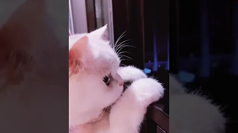 PLAYING CAT VIDEO MEAWWW
