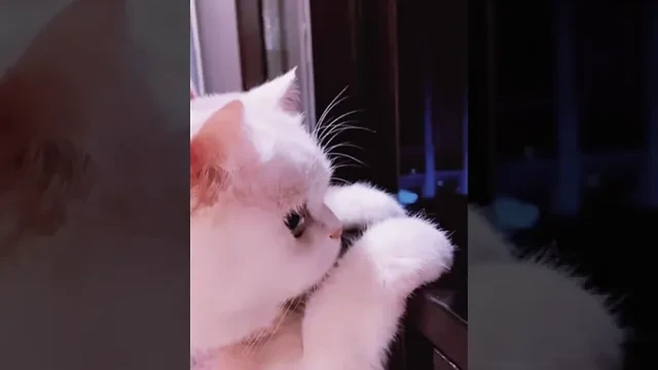 PLAYING CAT VIDEO MEAWWW