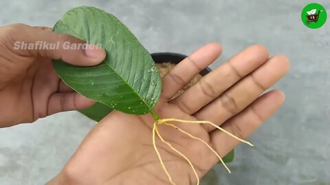 How to grow guava trees from guava leaves