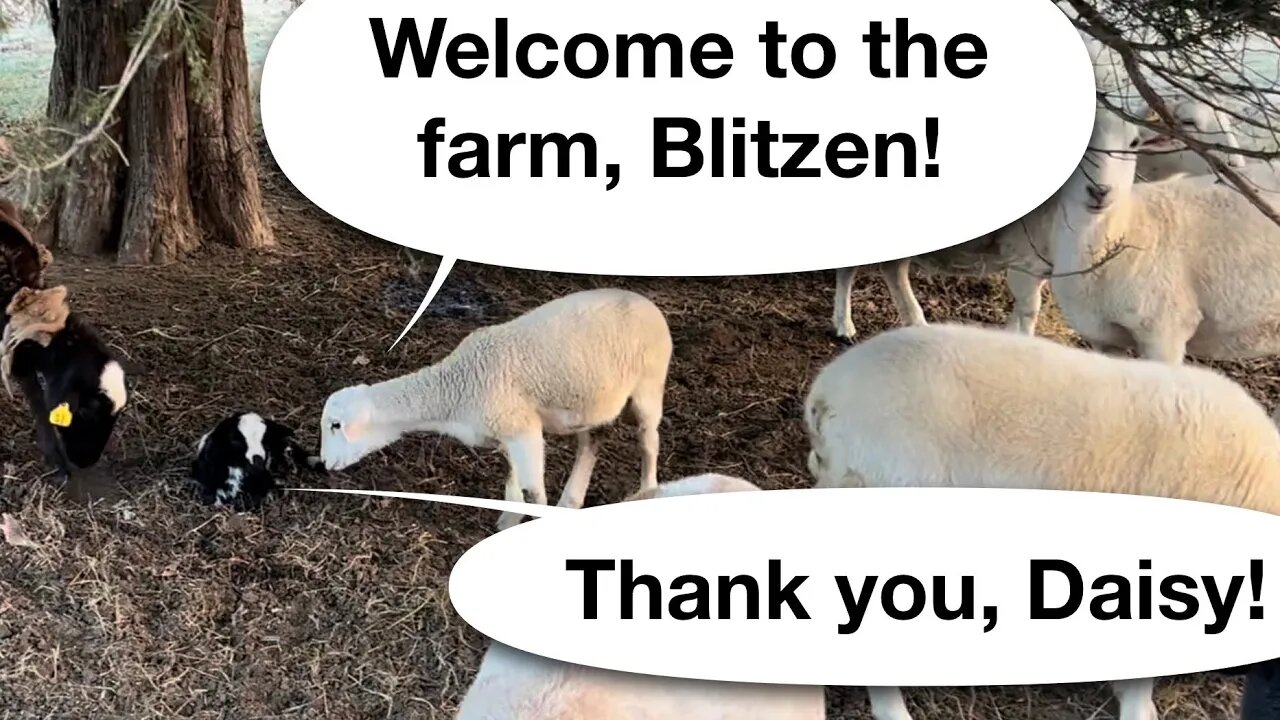 More Lambs, Happy Sheep, and Much for which to be Thankful