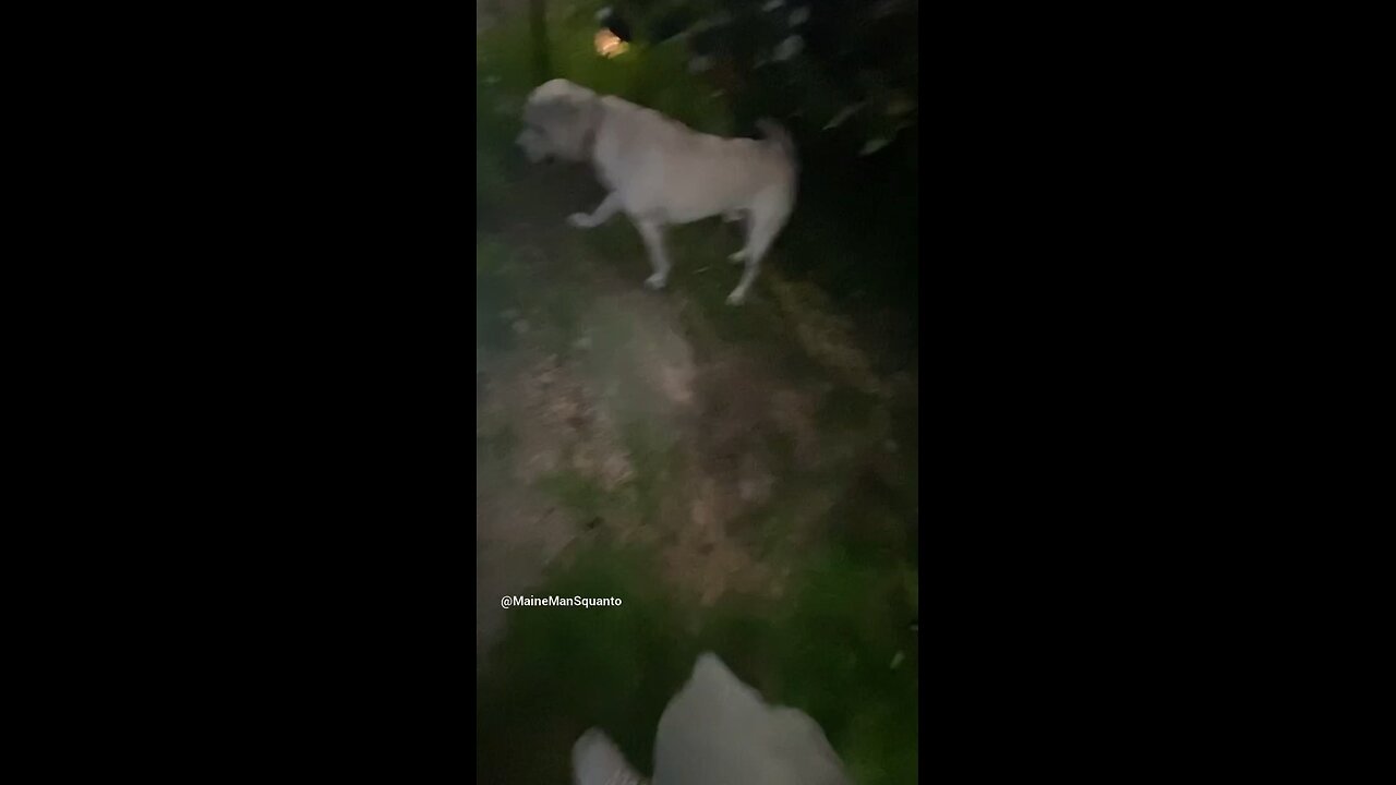 Puppy Plays w/ Toad. Odin is so Curious.