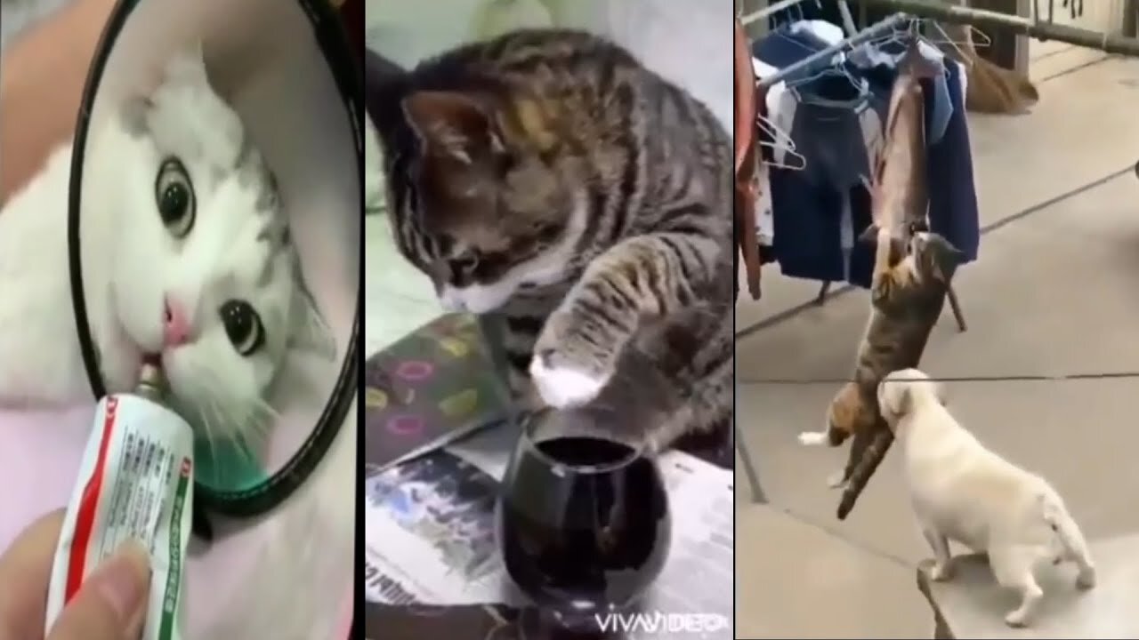 Best funny cats |compilation tik tok 2021