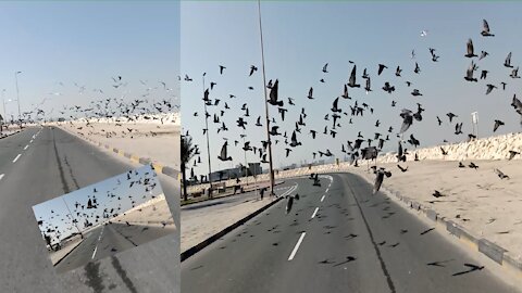 Wonderful sight of birds flying | Birds fly,