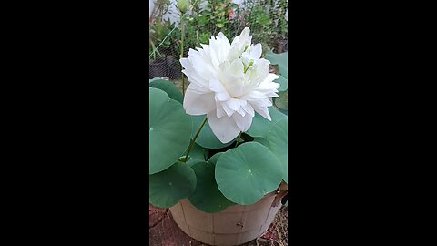 White Lotus