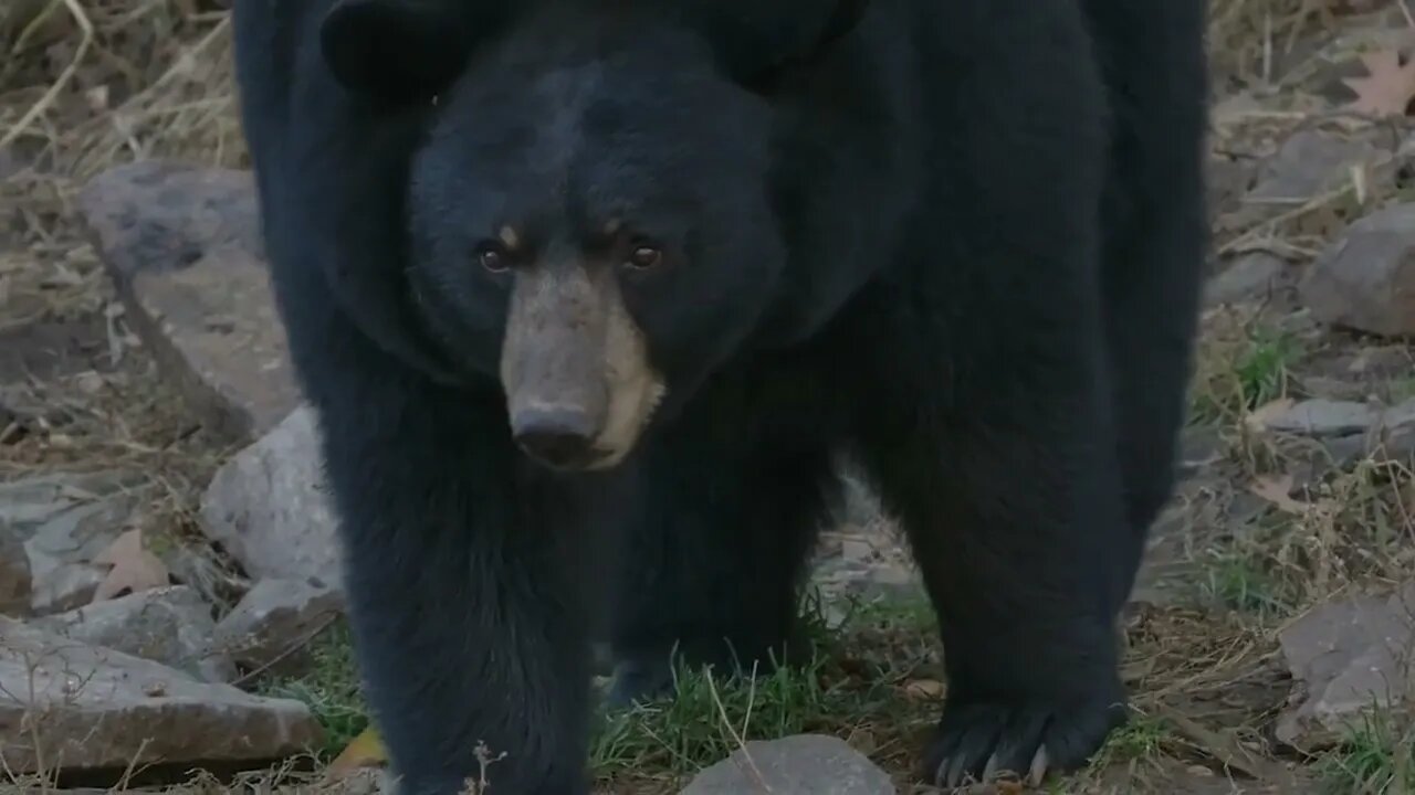 Close Up Slow Motion Bear Face Black Bear In Forest