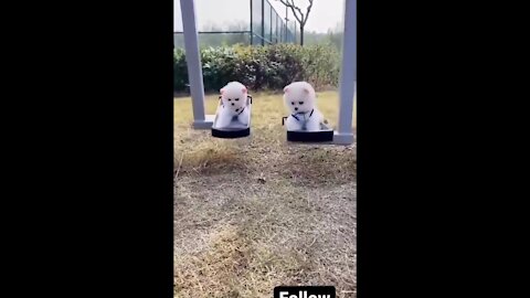 Cute dog enjoying.