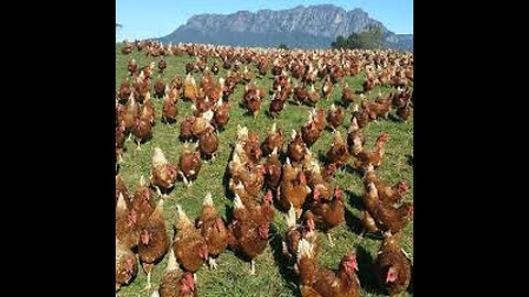 chicken Ride roller coaster
