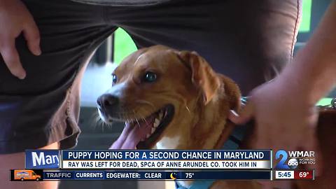 MD gives a puppy from Kosovo a second chance