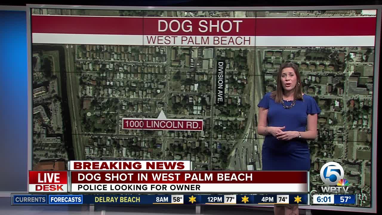 Pit bull shot overnight in West Palm Beach