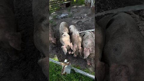 Showering the pigs in the summer heat Gloucestershire Old Spots #pigs #heat #shower