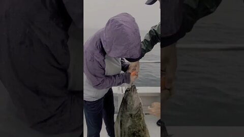 First Halibut of the Day!