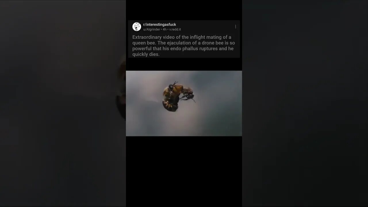 Bee mates in mid air then DIES #nonsense #zoobox #reddit #bees #wickedgame