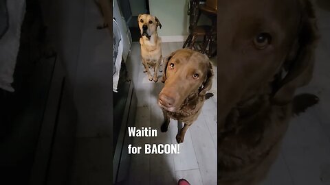 Waitin for bacon 🥓 #bacon #weluvbacon #baconators