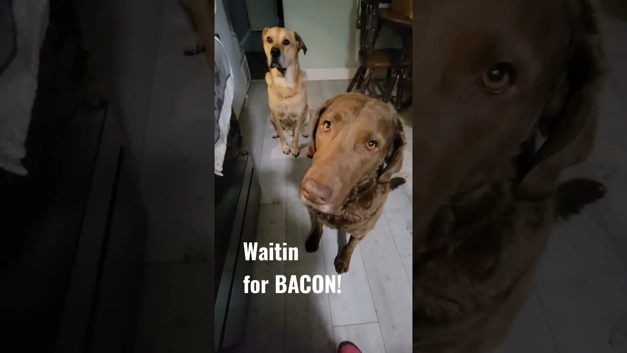 Waitin for bacon 🥓 #bacon #weluvbacon #baconators