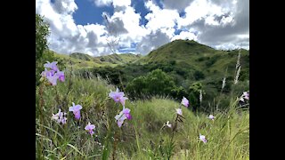 Mount Lam Lam, Guam's Highest Peak