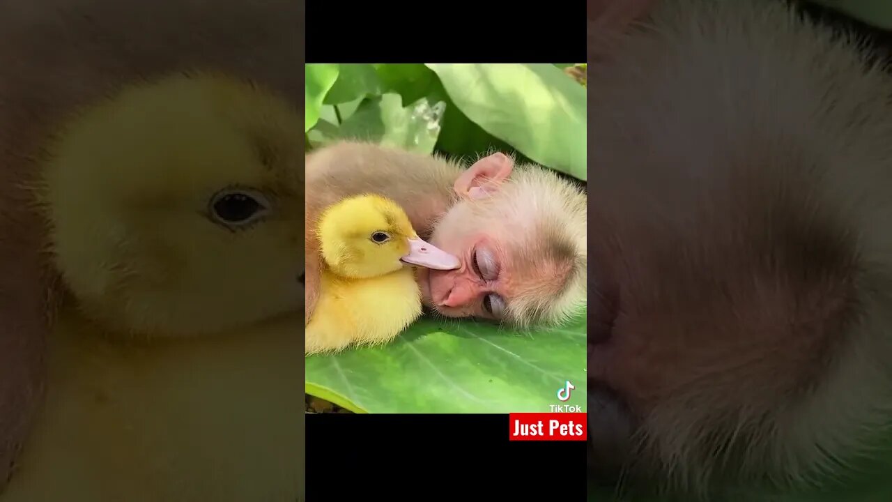 Cutest thing ever #tiktok #cute #shorts #funnyvideos #viral #funnyanimals #monkey