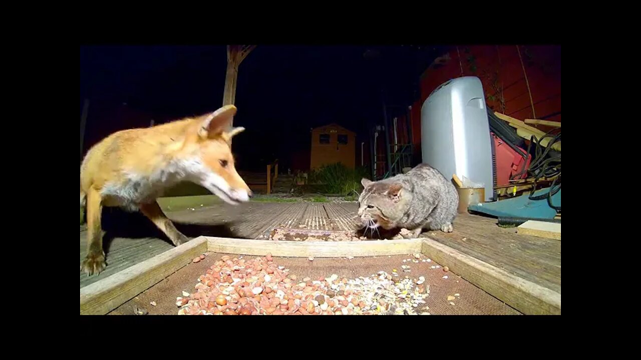 Fox and cat meet at the vet, now share incredible bond together