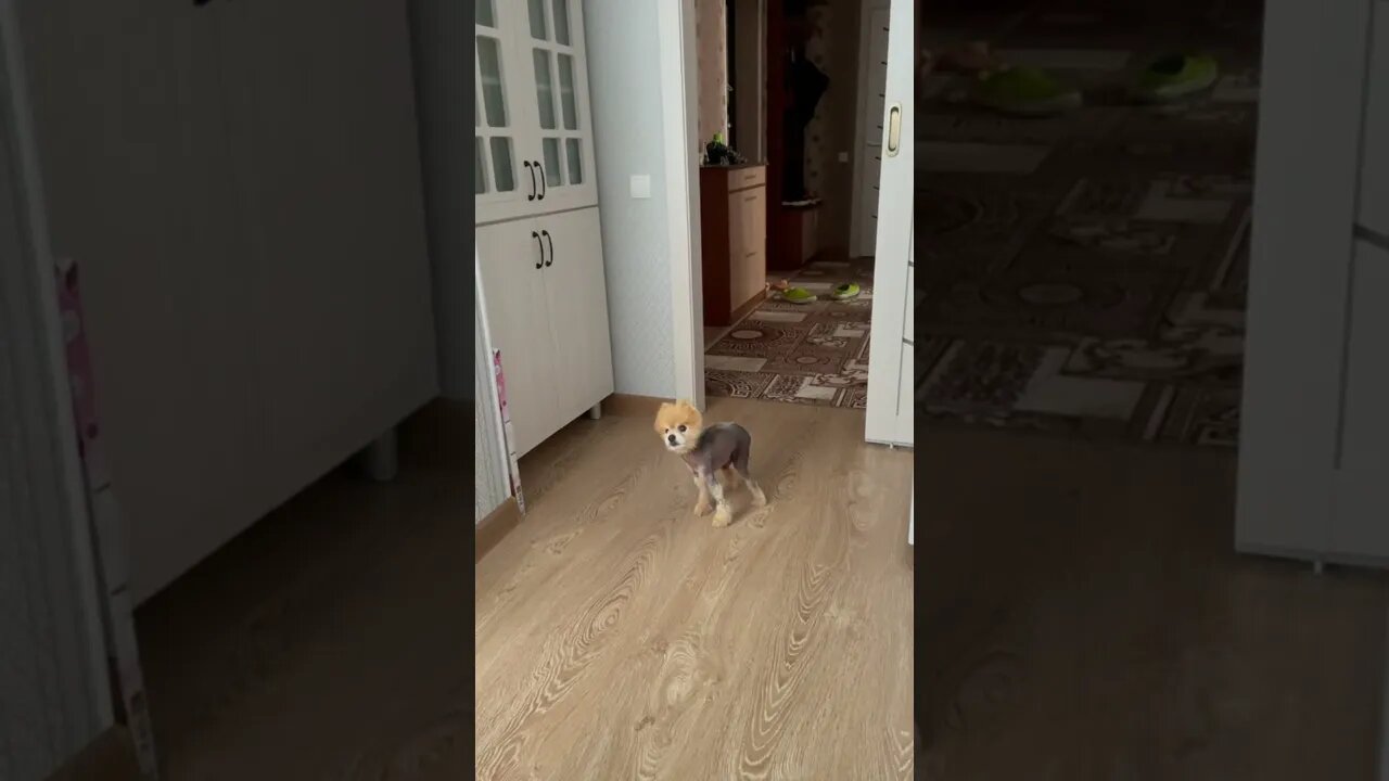 #shorts Смешные Собаки Из Тик Тока 75 Funny Dogs From Tiktok