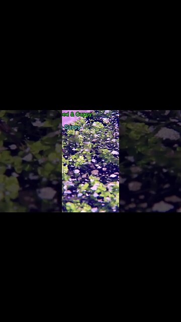 Feeding Guppy Fry #aquarium #guppy #fishtank