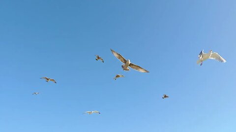 Seagulls In Flight. 1080HD