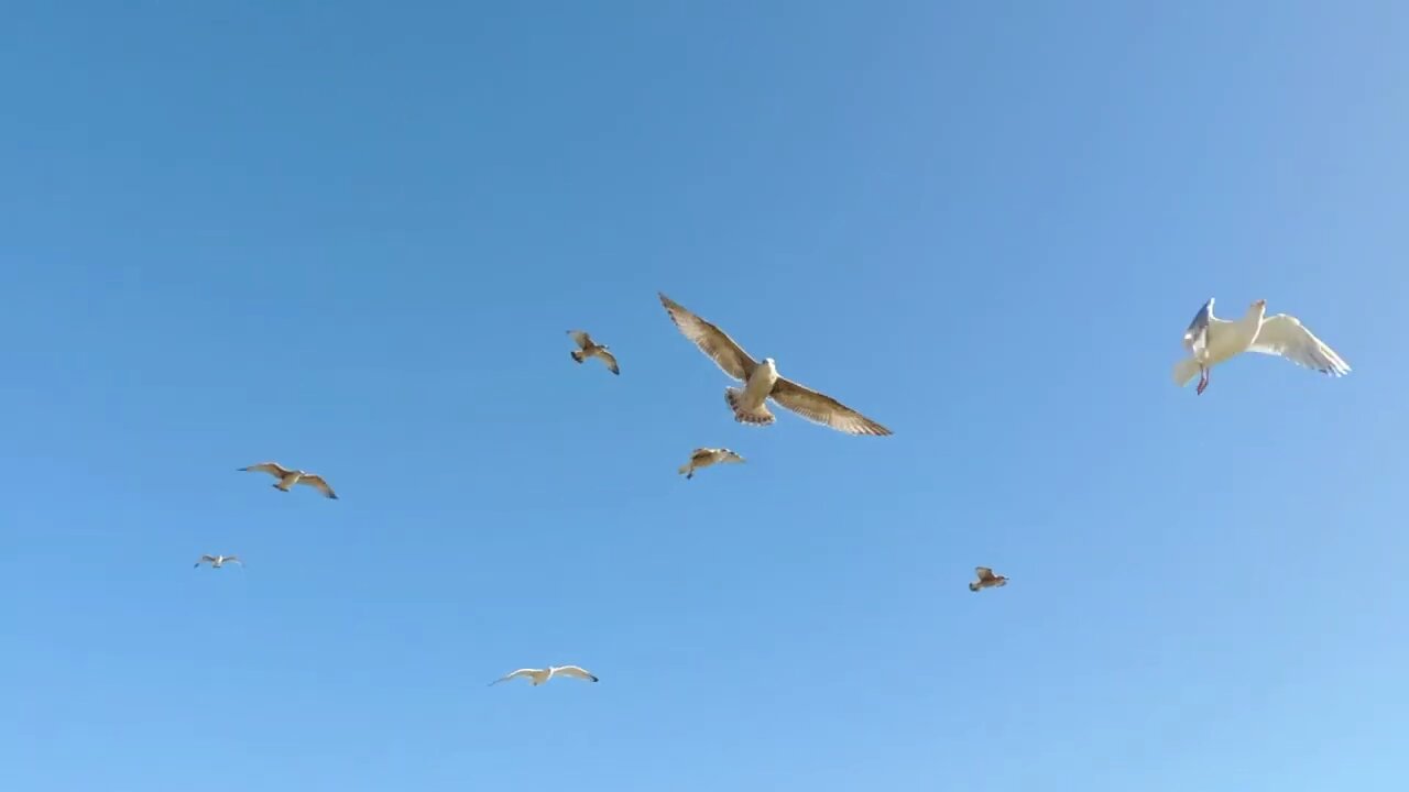 Seagulls In Flight. 1080HD