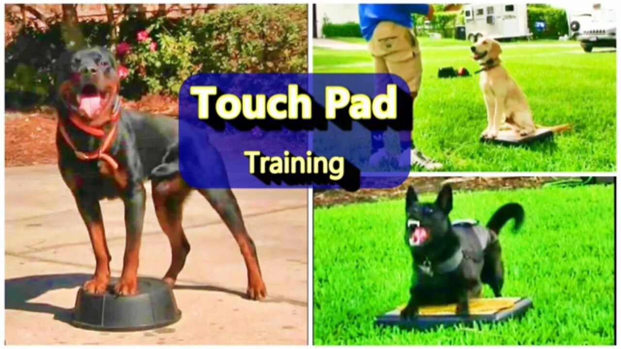 Everyone needs this dog training skills! Touchpad skills