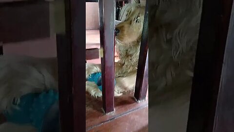 #dogshow , #animals , #dogs , #shorts (4)