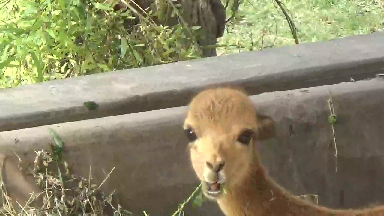 Vicugna eating Grass