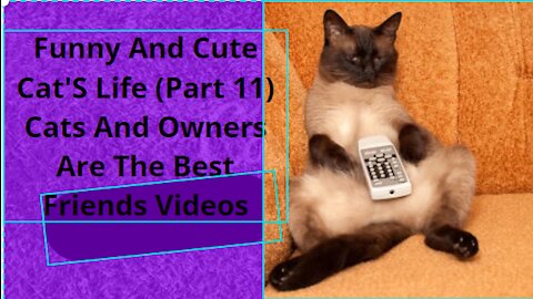 Funny And Cute Cat'S Life (Part 11) Cats And Owners Are The Best Friends Videos