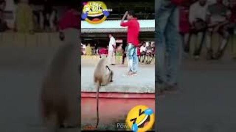 🤣super funny animal video😀😁😄😃bhai ek bar dekho maja aa jaye ga//funny animals// animal acts//# short