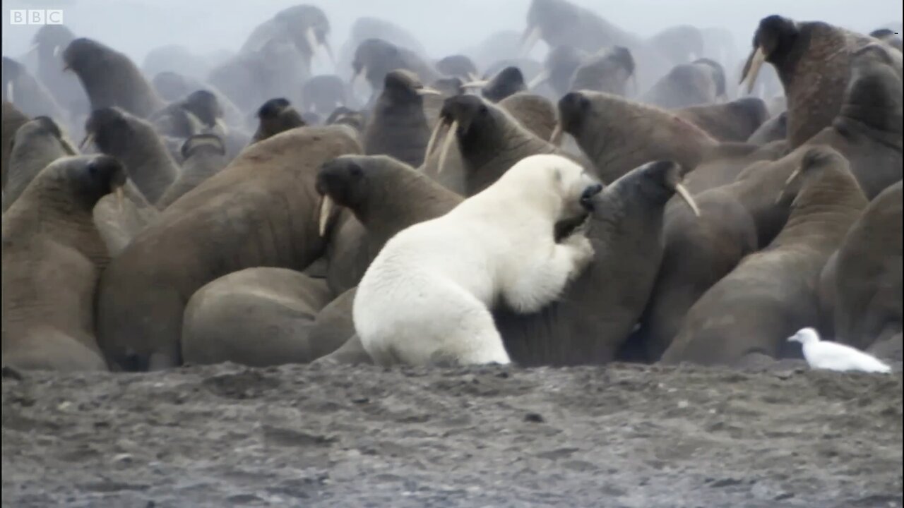 Polar Bear vs Walrus | Apex Predator have challenges | BBC 🌎