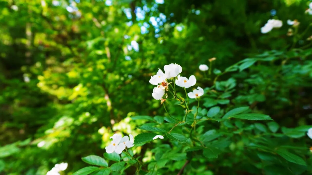 Spring Day Hike to Find Hominy Mortar ~ Silent Hike