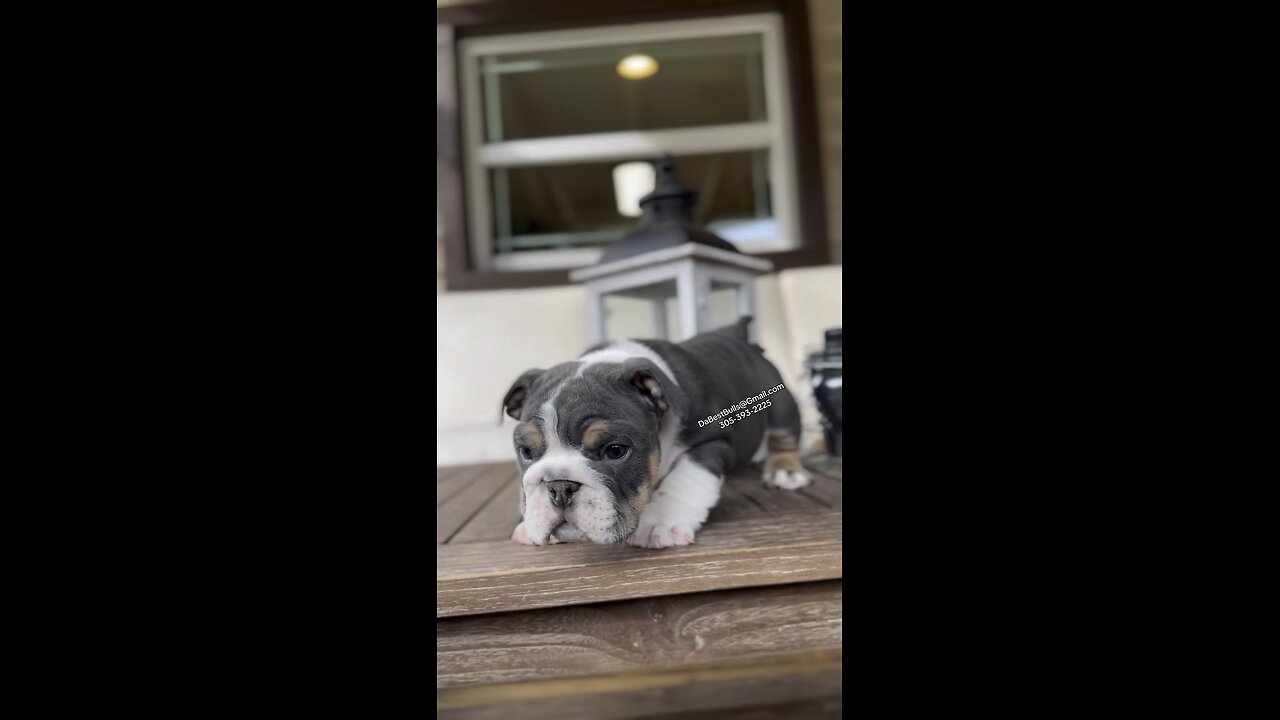 English Bulldog Puppy